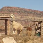 Sulla route 15 verso lo Zion Nationa Park